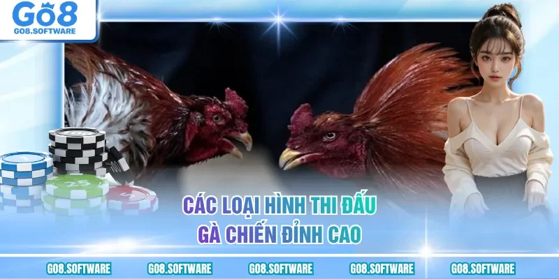 Các loại hình thi đấu gà chiến đỉnh cao