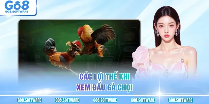 Các lợi thế khi xem đấu gà chọi