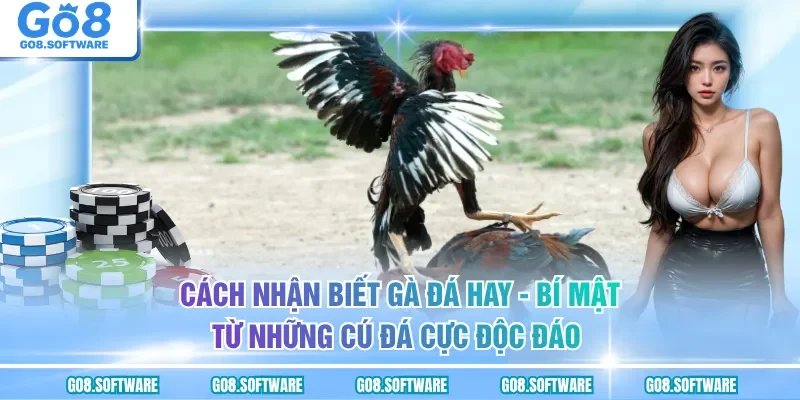 Cách Nhận Biết Gà Đá Hay - Hướng Dẫn Đánh Giá Qua Ngoại Hình