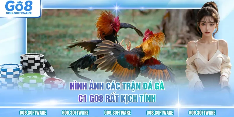 Hình ảnh các trận đá gà C1 GO8 rất kịch tính