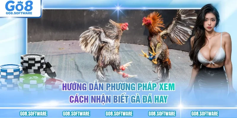 Hướng dẫn phương pháp xem cách nhận biết gà đá hay