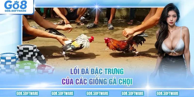 Lối đá đặc trưng của các giống gà chọi