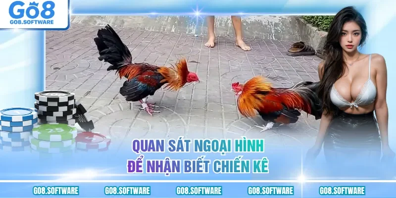 Quan sát ngoại hình để nhận biết chiến kê