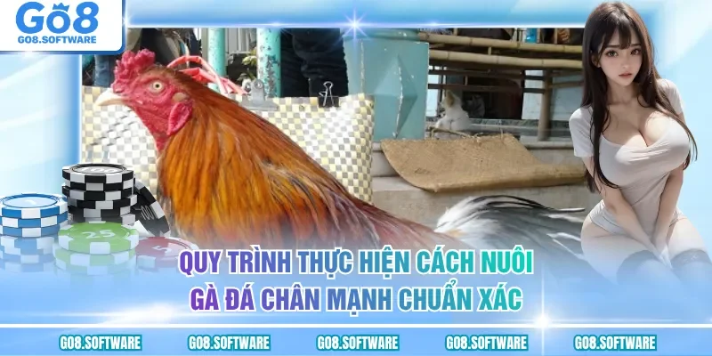 Quy trình thực hiện cách nuôi gà đá chân mạnh chuẩn xác